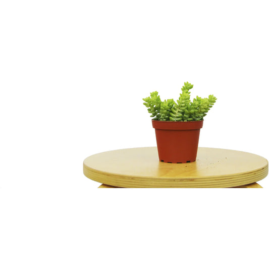 Sedum 'White Stone Crop' Succulent potted plant