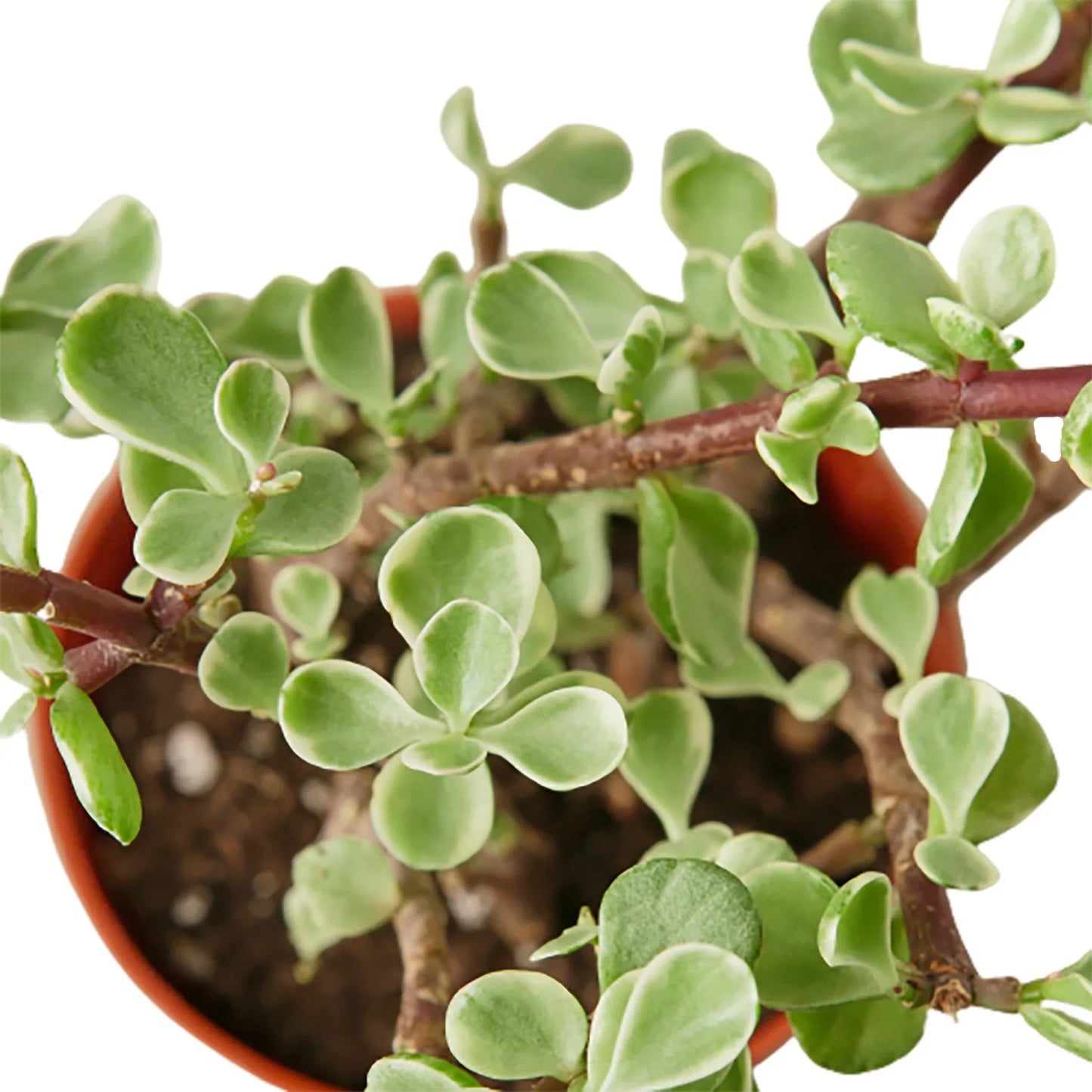 Succulent 'Rainbow Elephant Bush' potted plant