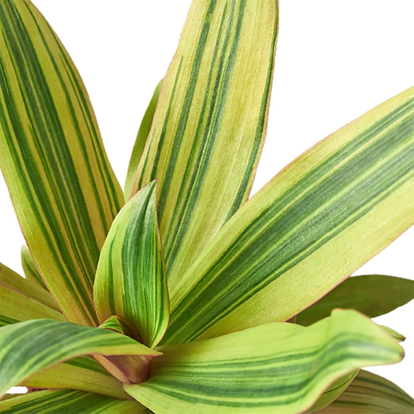 Tradescantia 'Sitara's Gold' potted plant