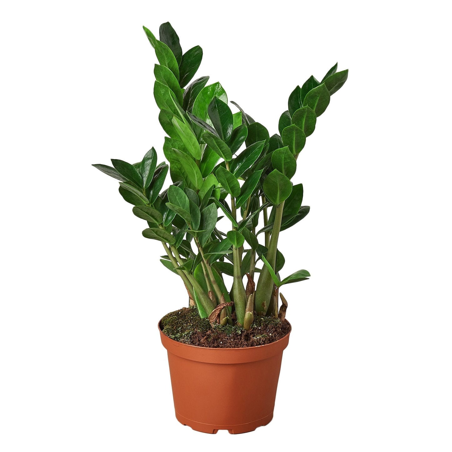 Zamioculcas Zamiifolia ZZ 6" potted plant