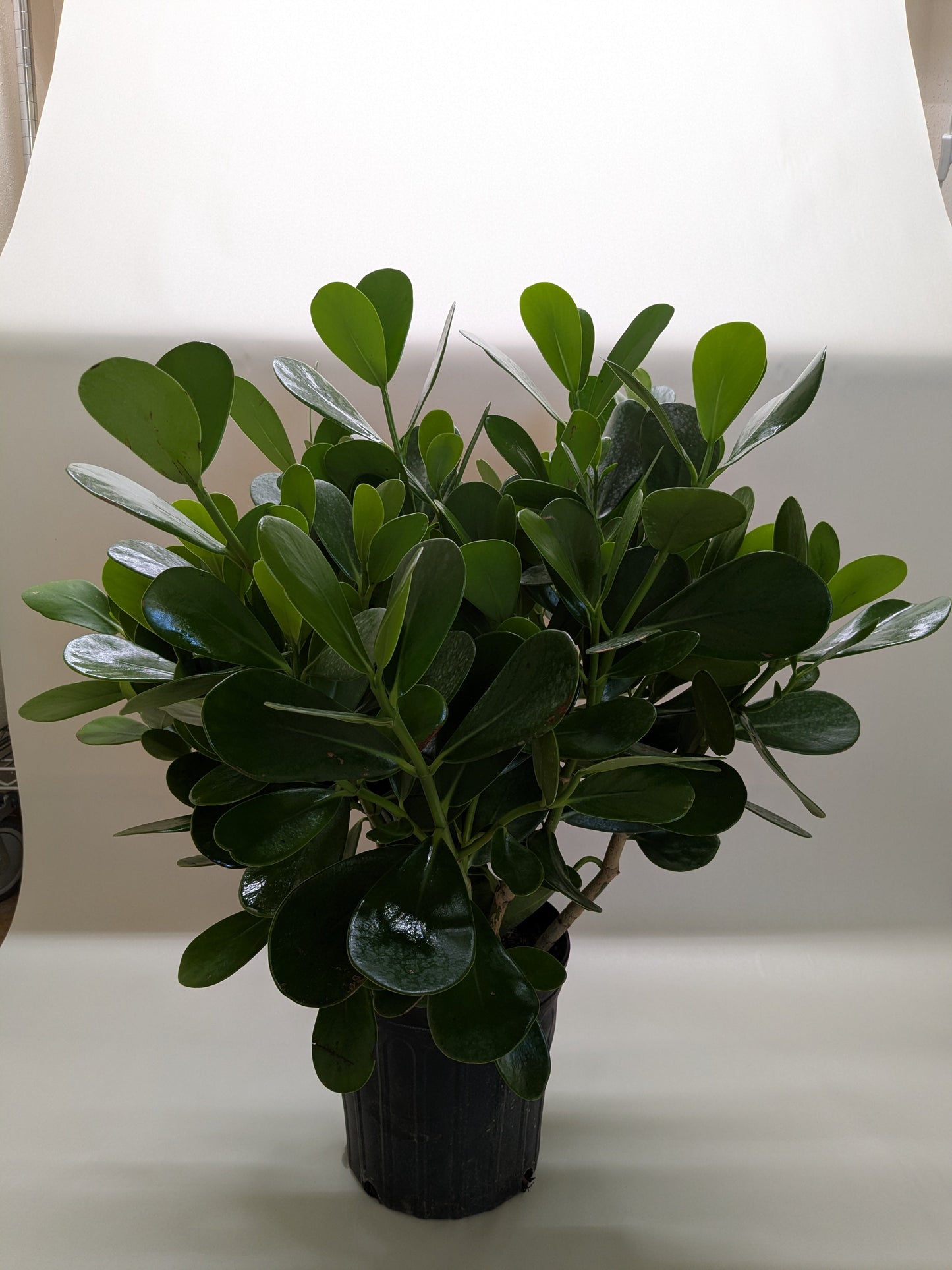 Clusia 'Princess' (Autograph Plant) potted plant