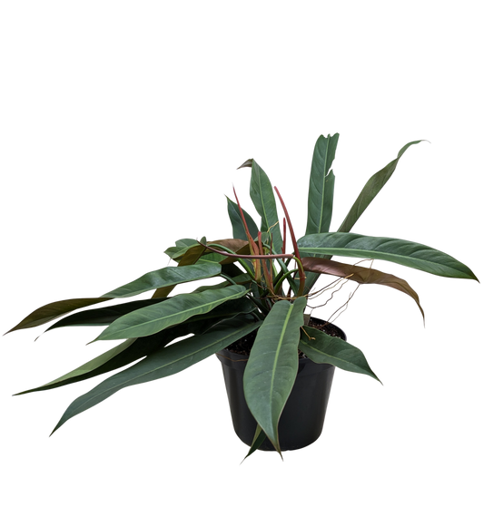 Philodendron Bicolor potted plant