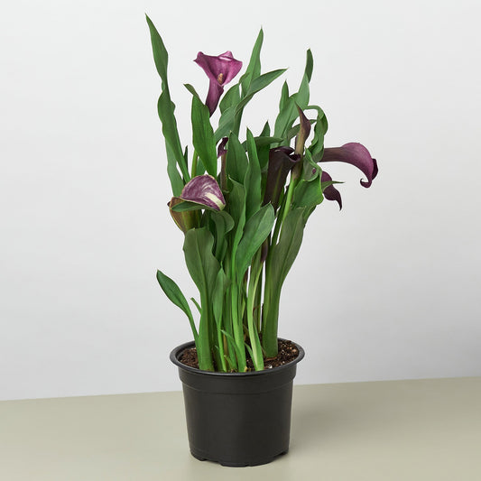 Calla Lily 6" potted plant