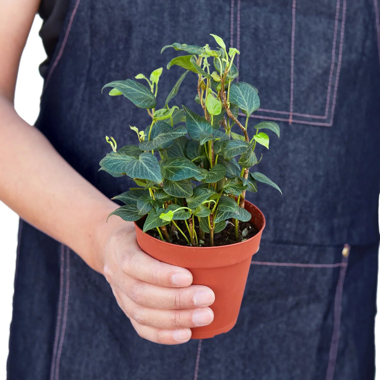 English Ivy 'Heart' potted plant