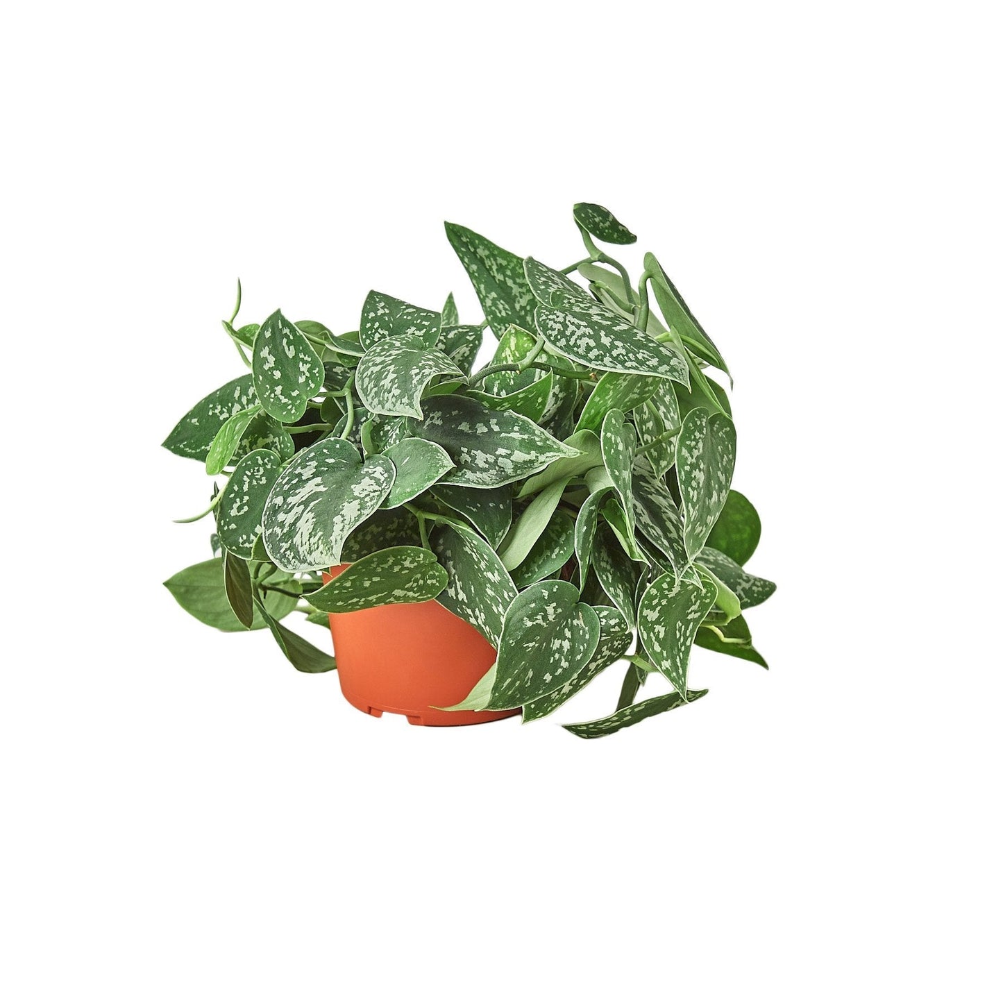 Pothos 'Satin' potted plant