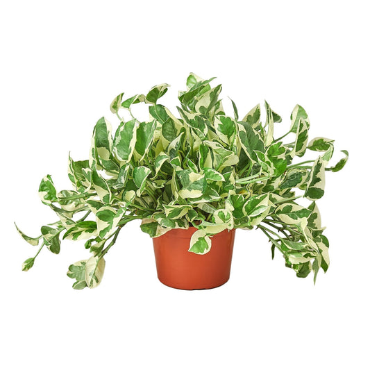 Pothos 'N'joy' 6" potted plant