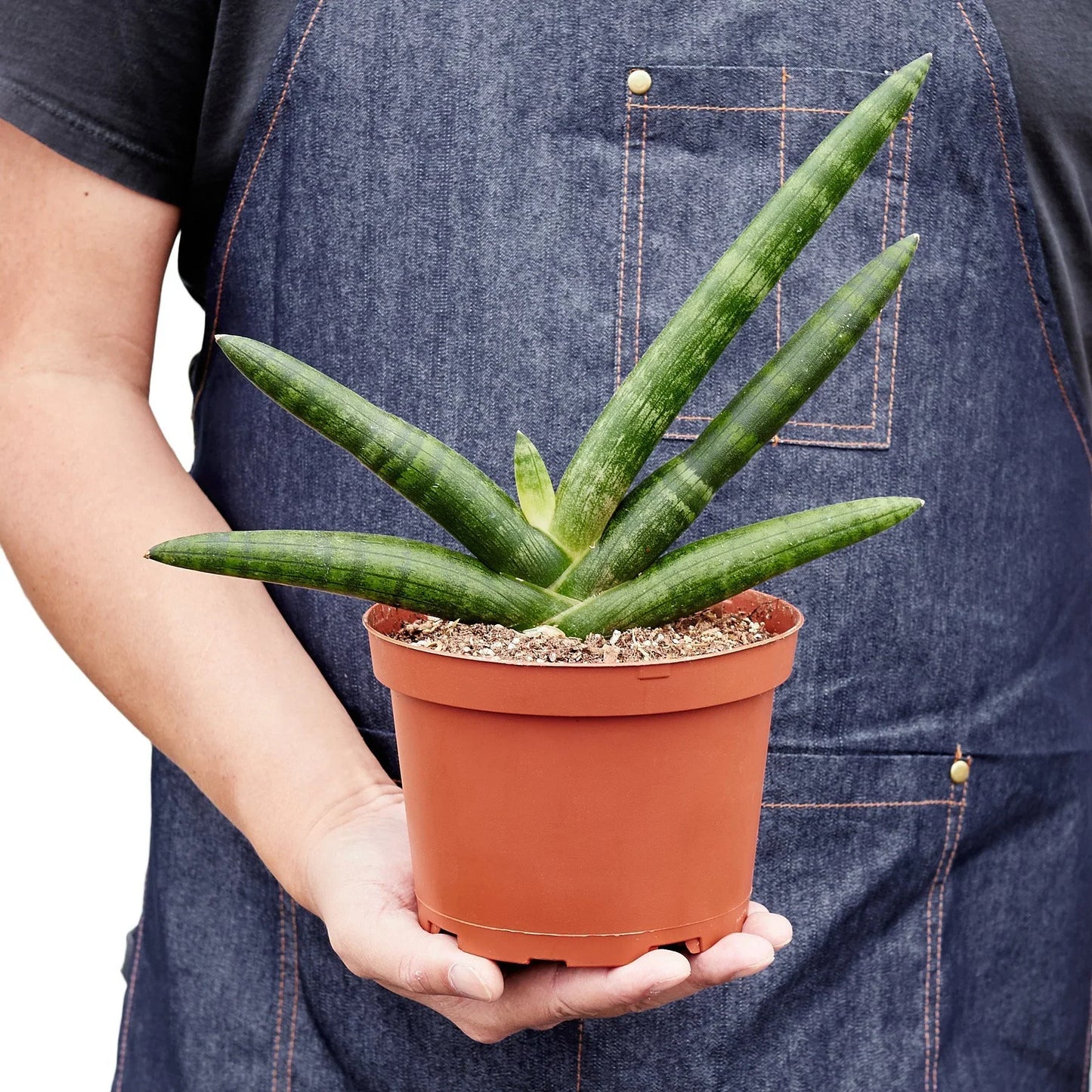 Snake Plant Starfish potted plant