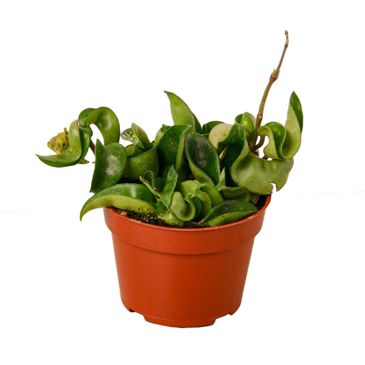 Hoya Rope Plant 4" potted plant