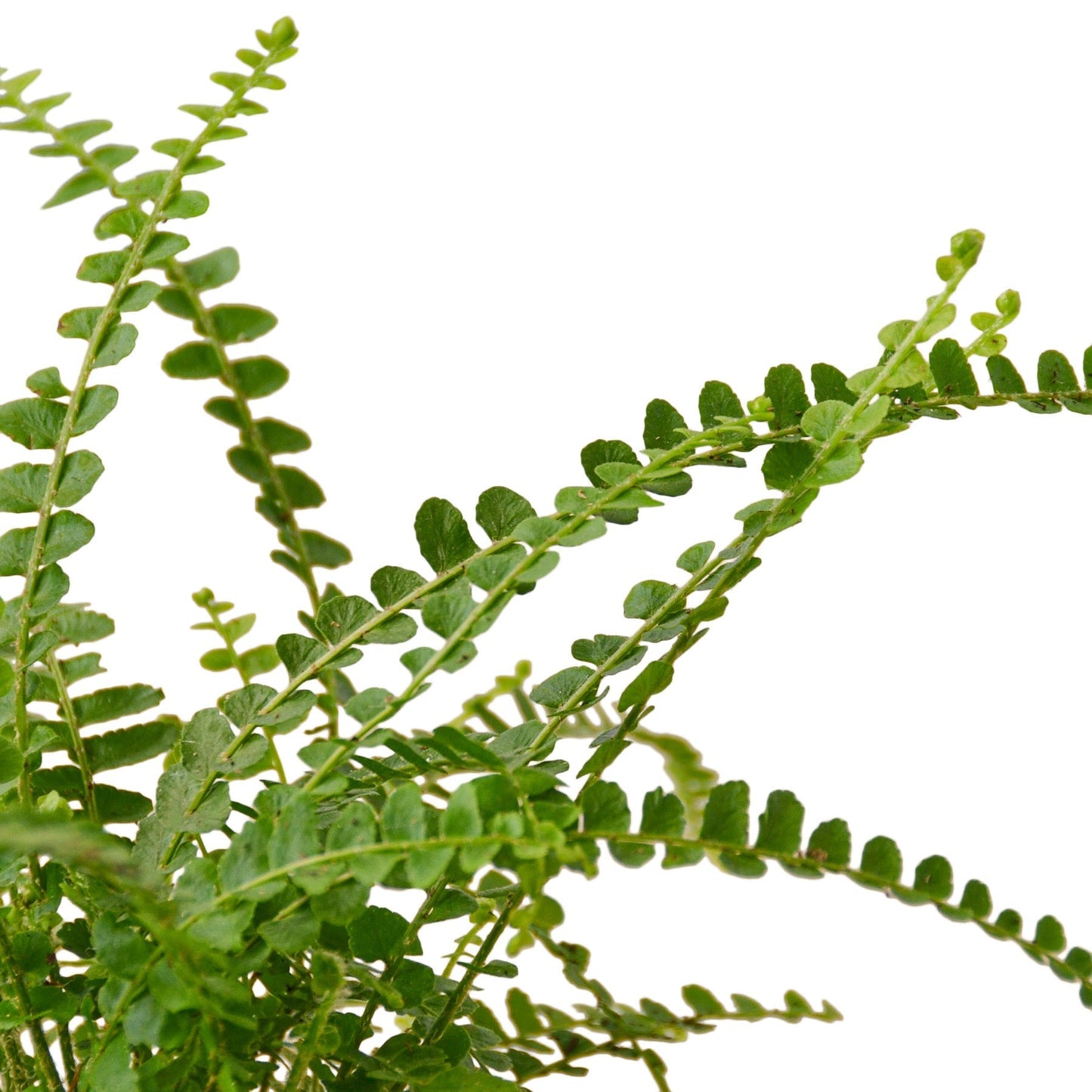 Fern 'Lemon Button' 6" potted plant