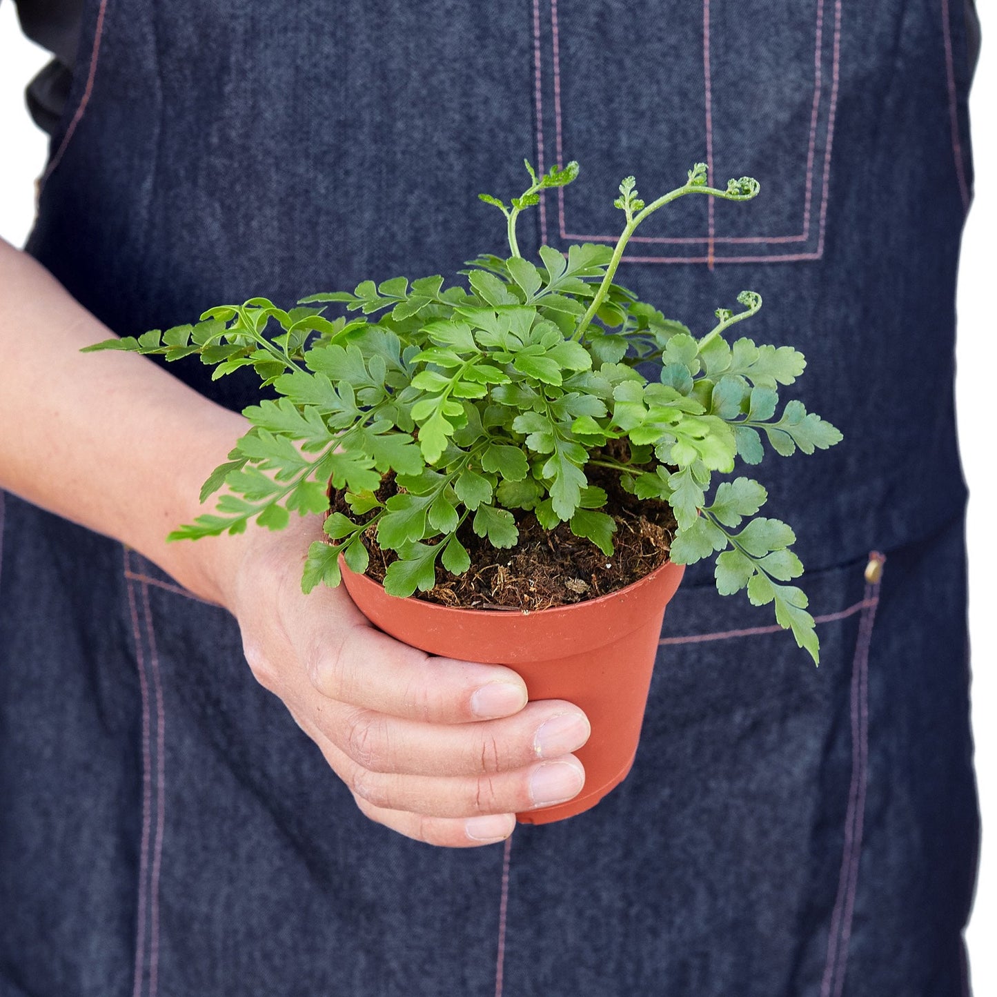 Austral Gem Fern potted plant
