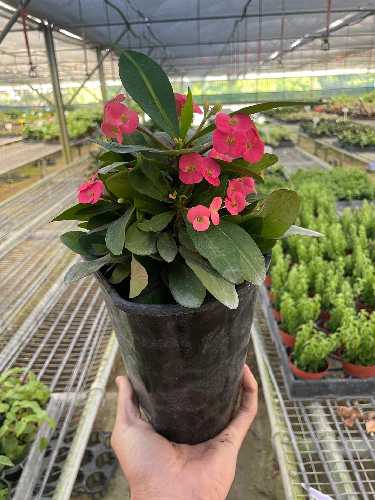 Crown of Thorns potted plant