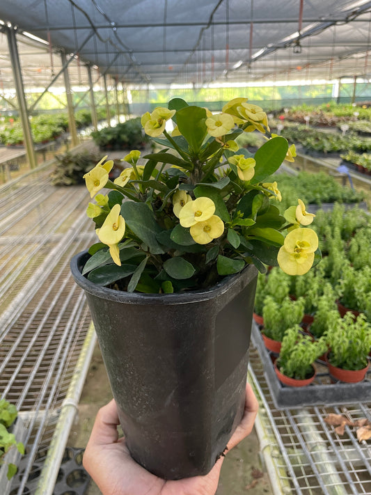 Crown of Thorns potted plant