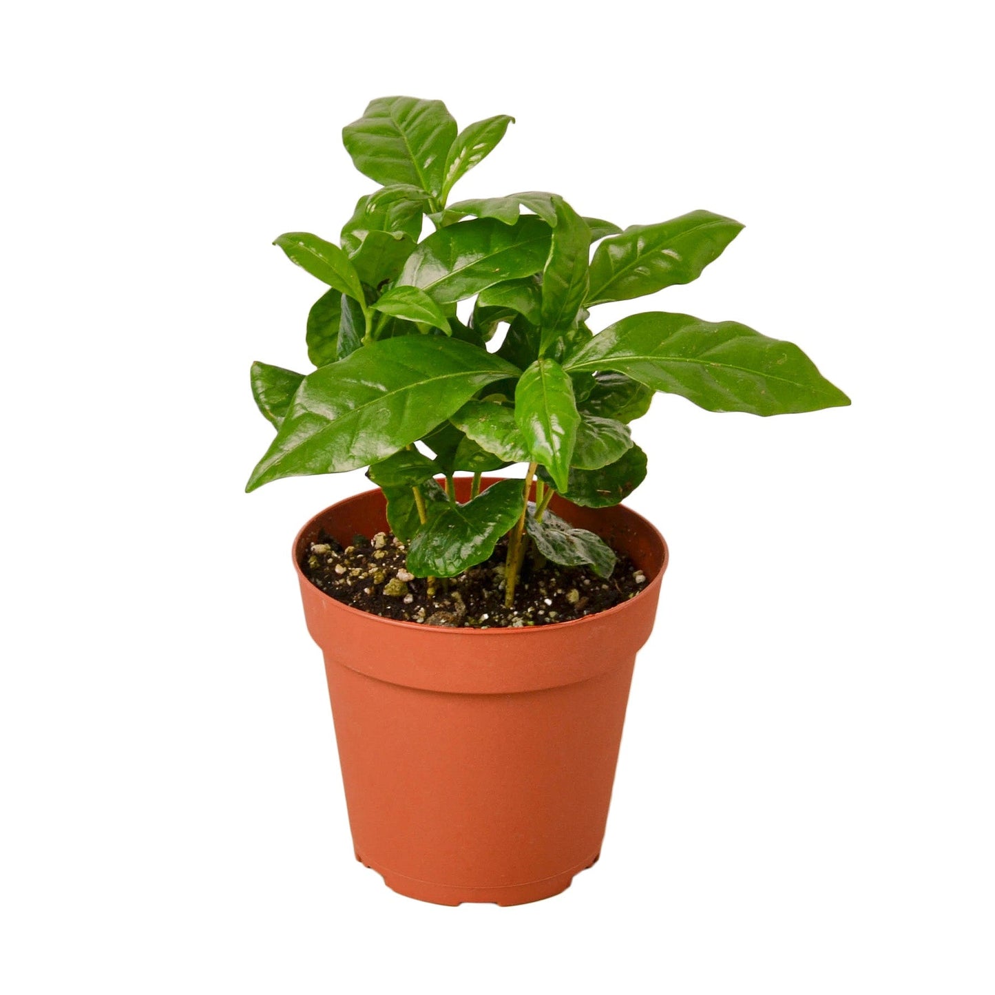 Arabica Coffee 4" potted plant