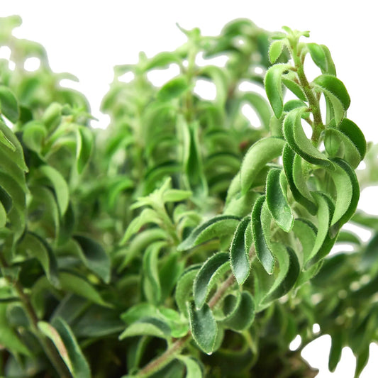Curly Lipstick Plant potted plant
