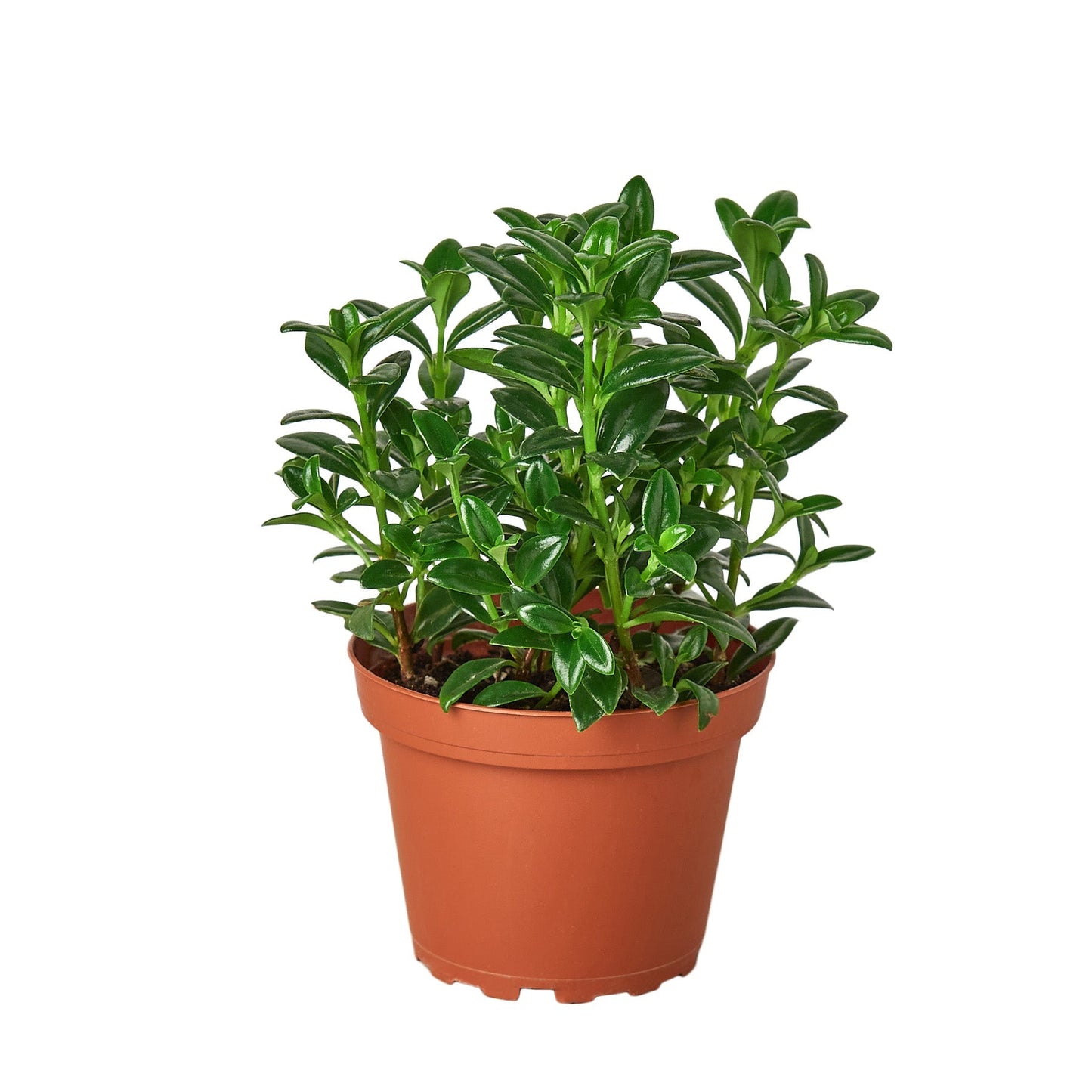 Nemetanthus Candy Corn Plant 'Brazilian Firecracker' 4" potted plant