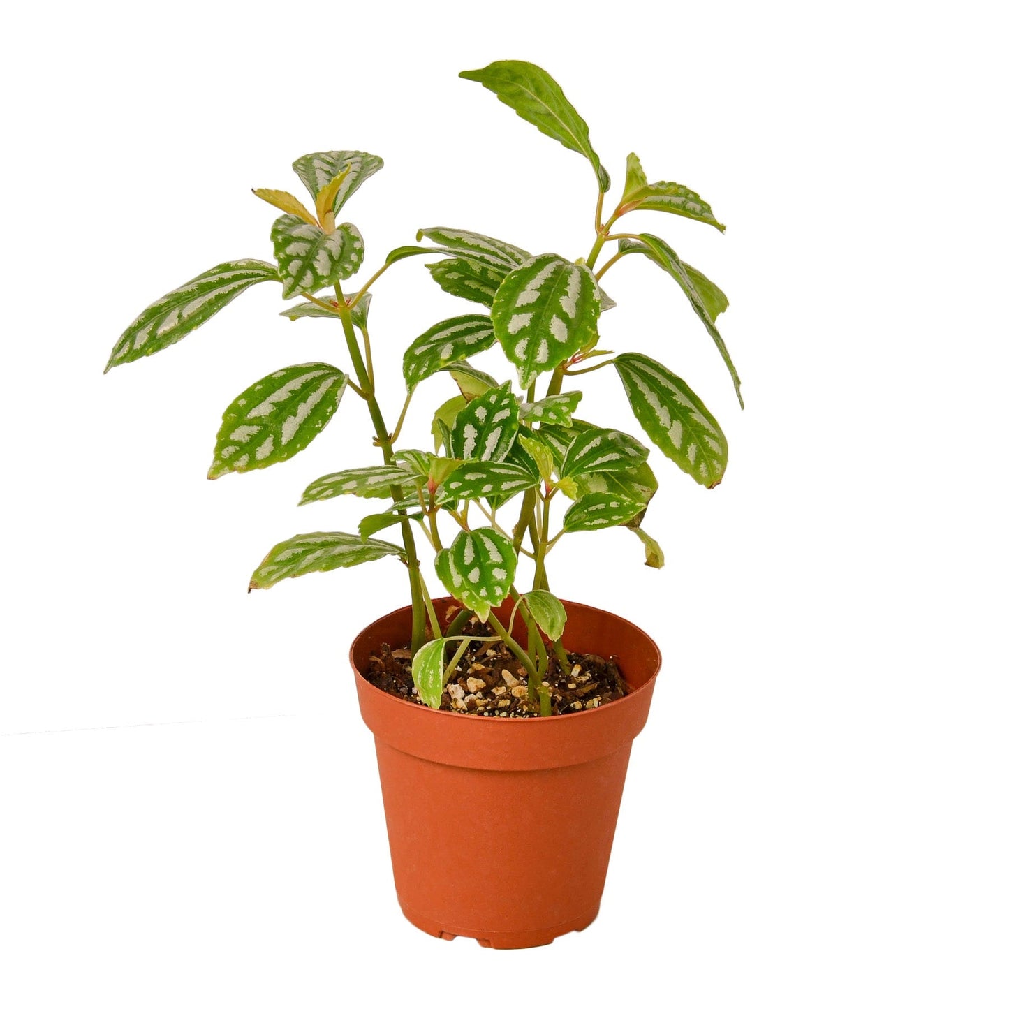Pilea 'Aluminum' 4" potted plant
