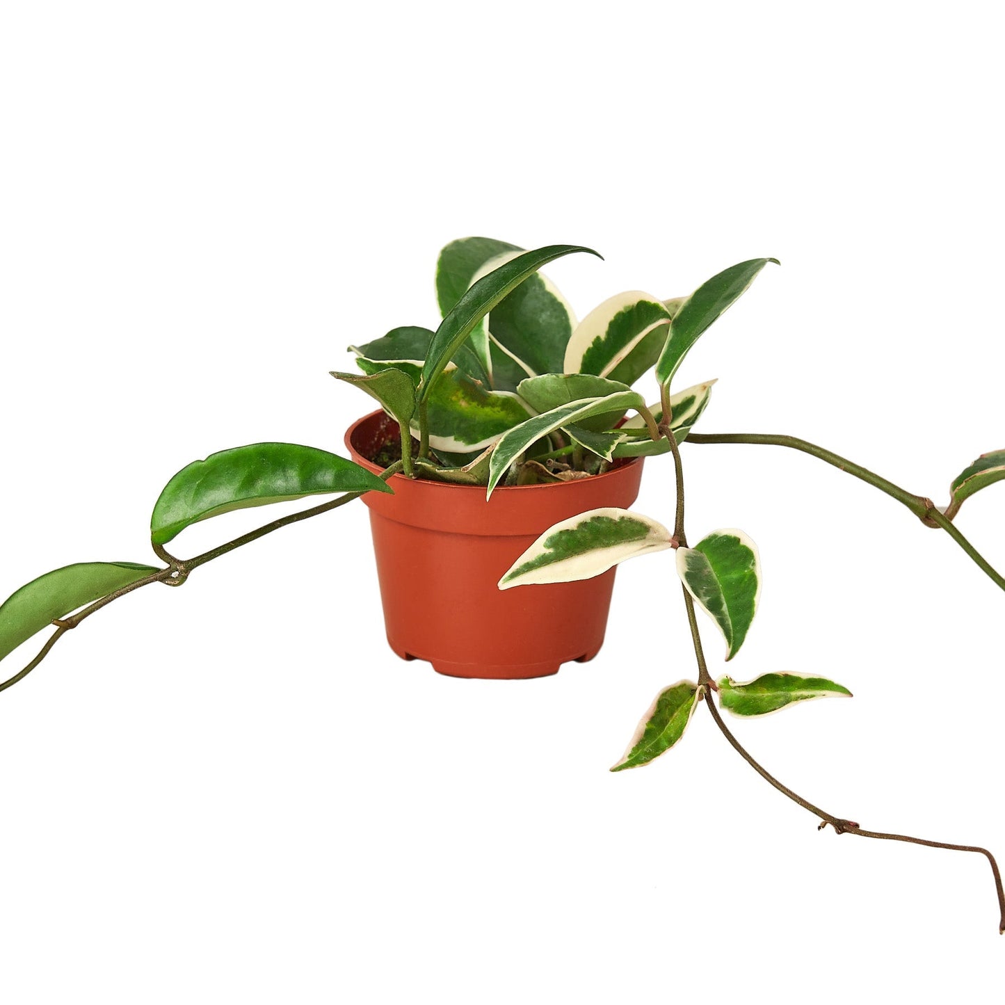 Hoya Carnosa 'Tricolor' 4" potted plant