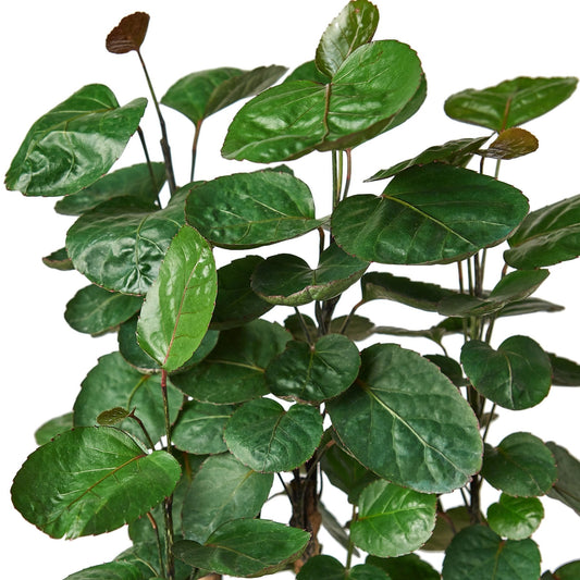 Aralia Fabian Stump 'Polyscias Scutellaria' potted plant