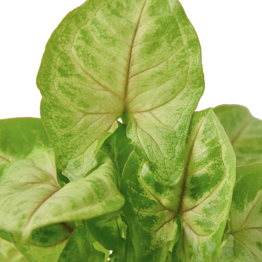 Syngonium Gold potted plant