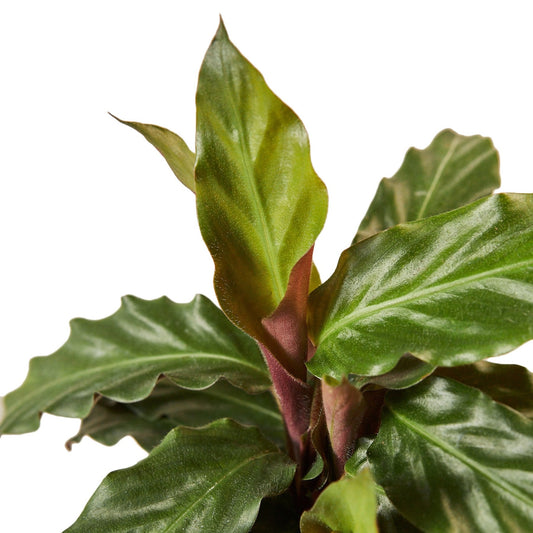 Calathea Rufibarba 'Furry Feather' potted plant