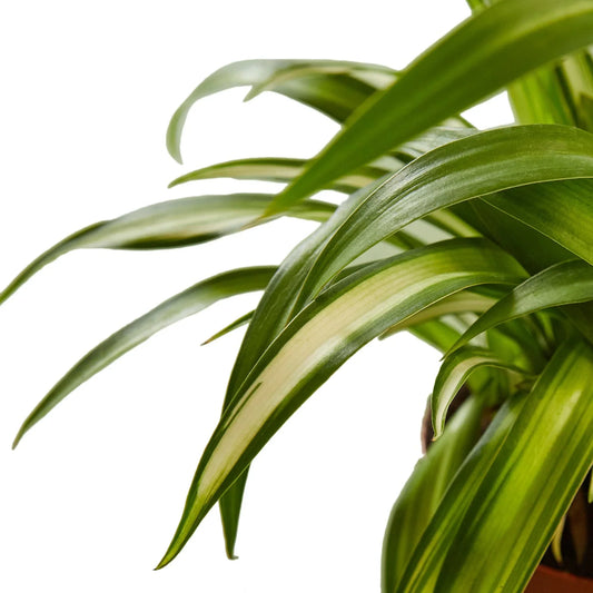 Spider Plant Hawaiian 4" potted plant