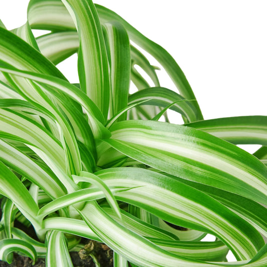 Spider Plant 'Bonnie' potted plant