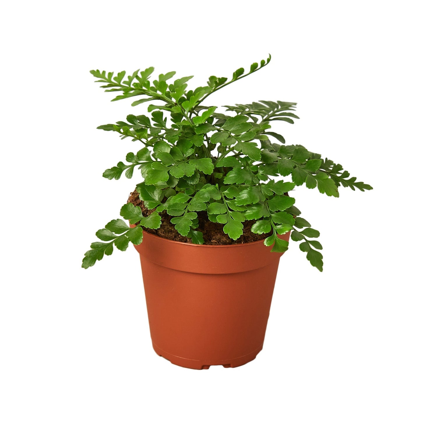 Austral Gem Fern 4" potted plant
