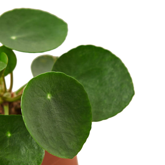 Pilea Peperomioides 'Chinese Money' 6" potted plant