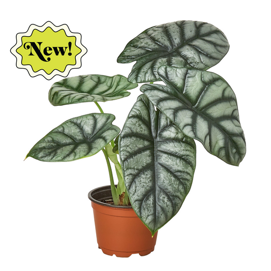 Alocasia Silver Dragon potted plant