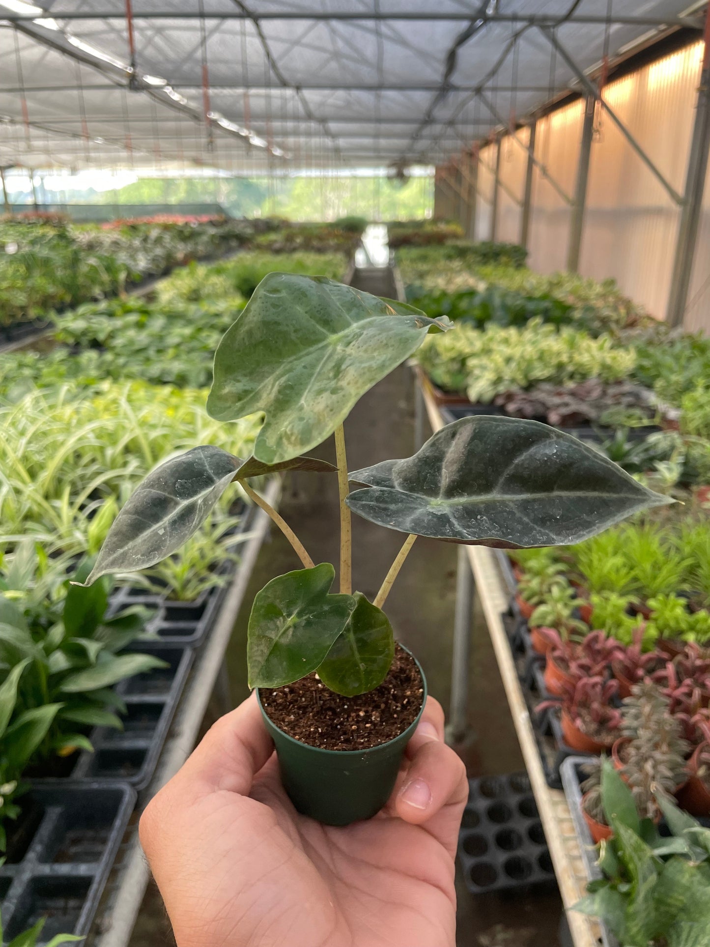 Alocasia Polly 'African Mask' potted plant