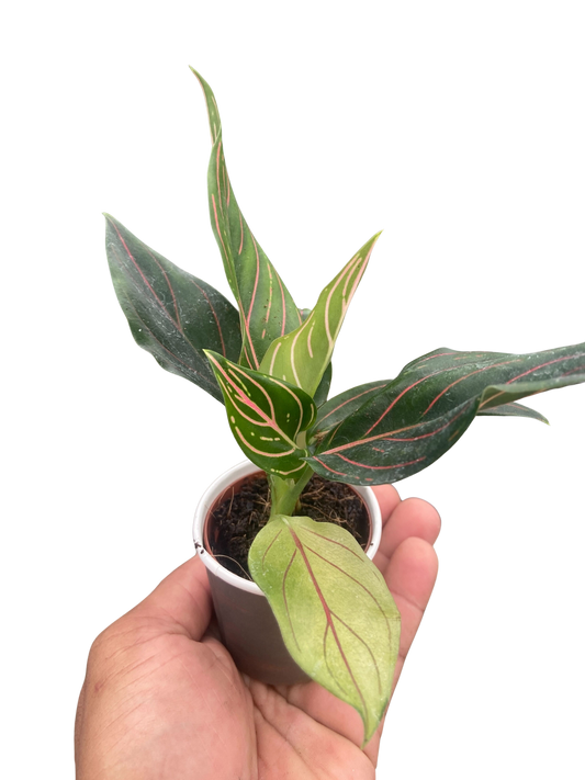 Chinese Evergreen 'Red Vein' 4" potted plant