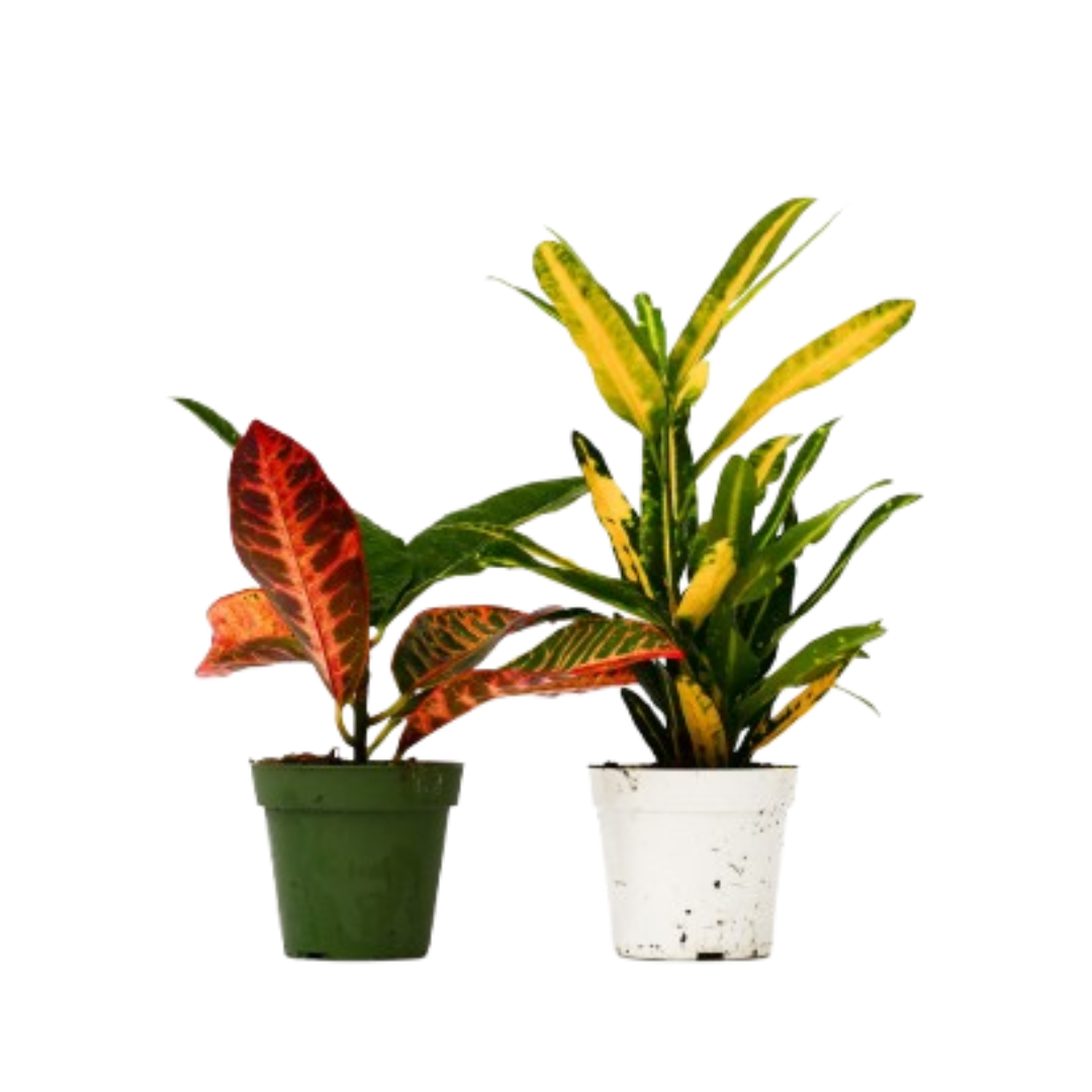 2 Croton Variety Pack 4" potted plant