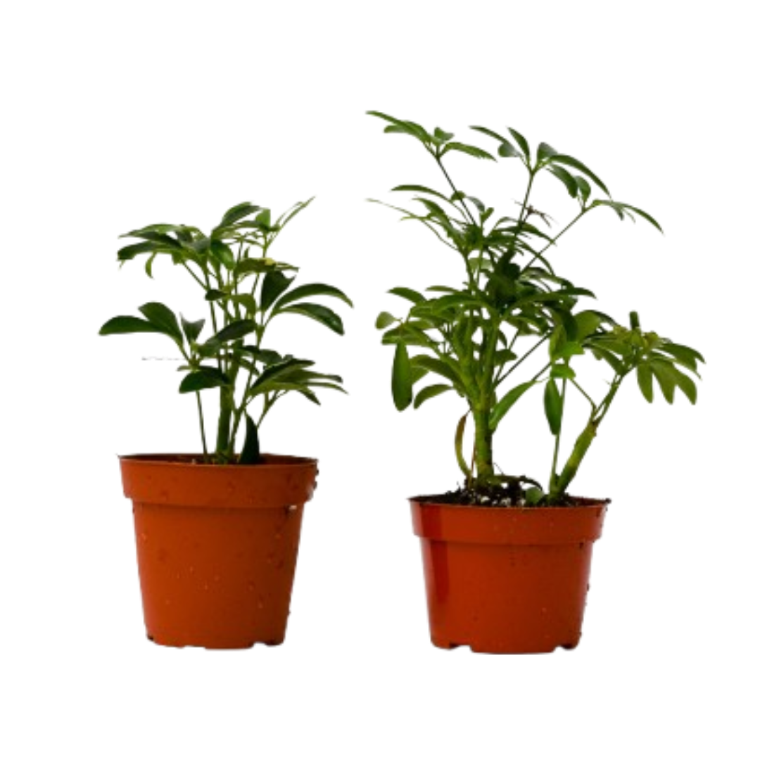 2 Different Schefflera Plants Variety Pack 4" potted plant