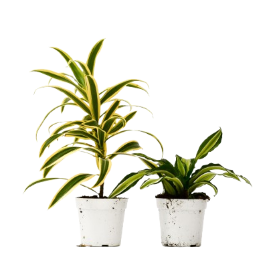 2 Dracaena Variety Pack 4" potted plant