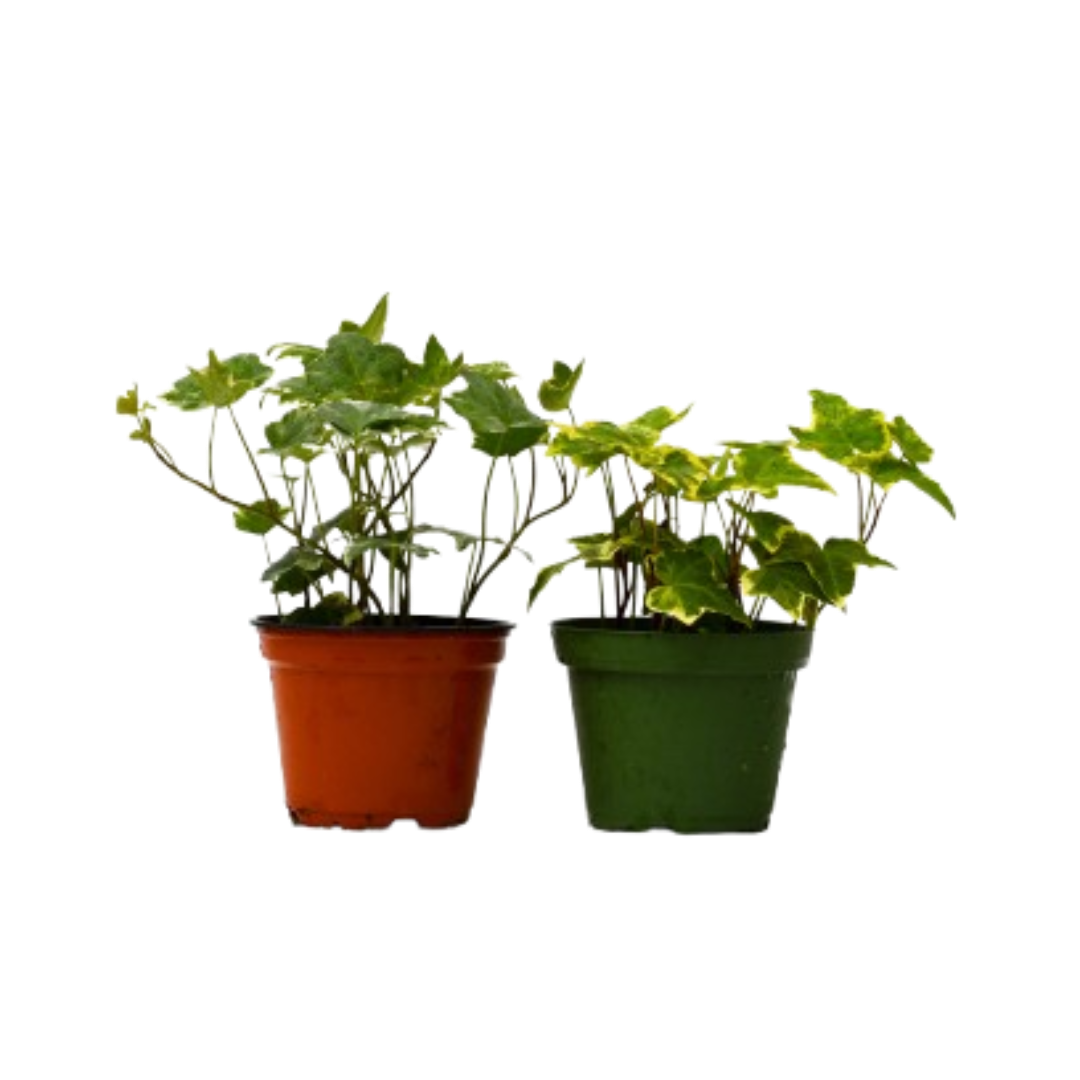 2 English Ivy Variety Pack 4" potted plant