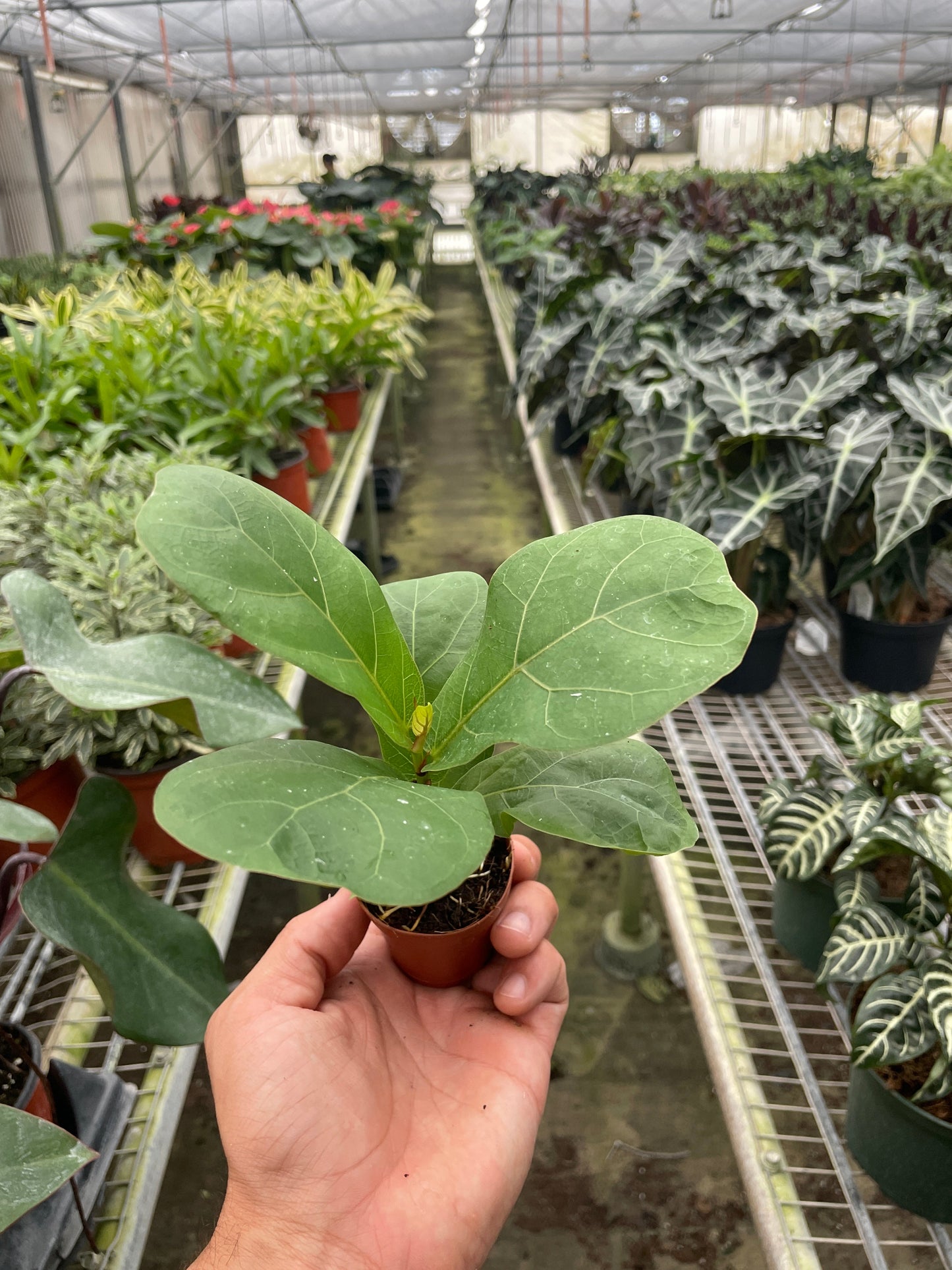 Ficus Lyrata 'Fiddle Leaf Fig' potted plant