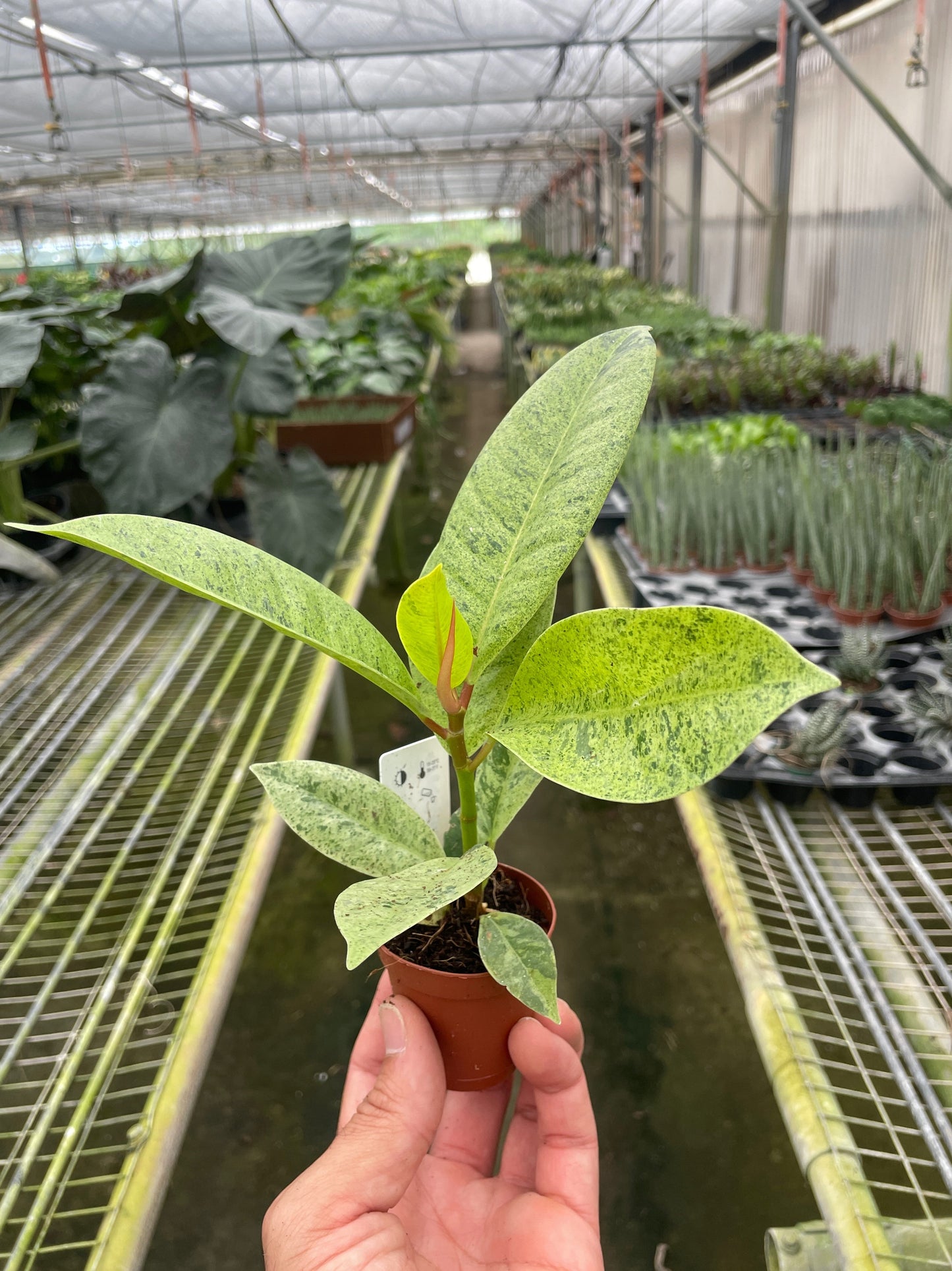 Ficus 'shivereana' (Moonshine) potted plant