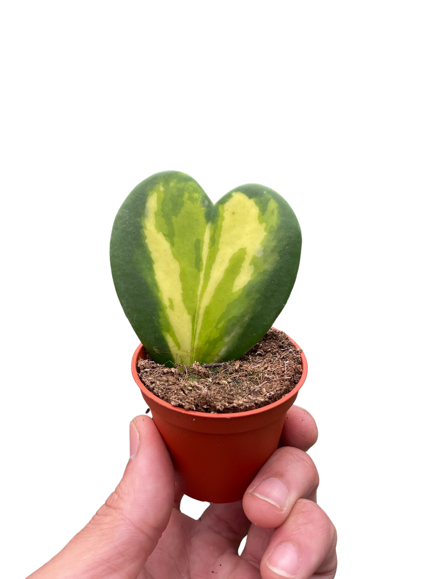 Hoya Heart Flame potted plant