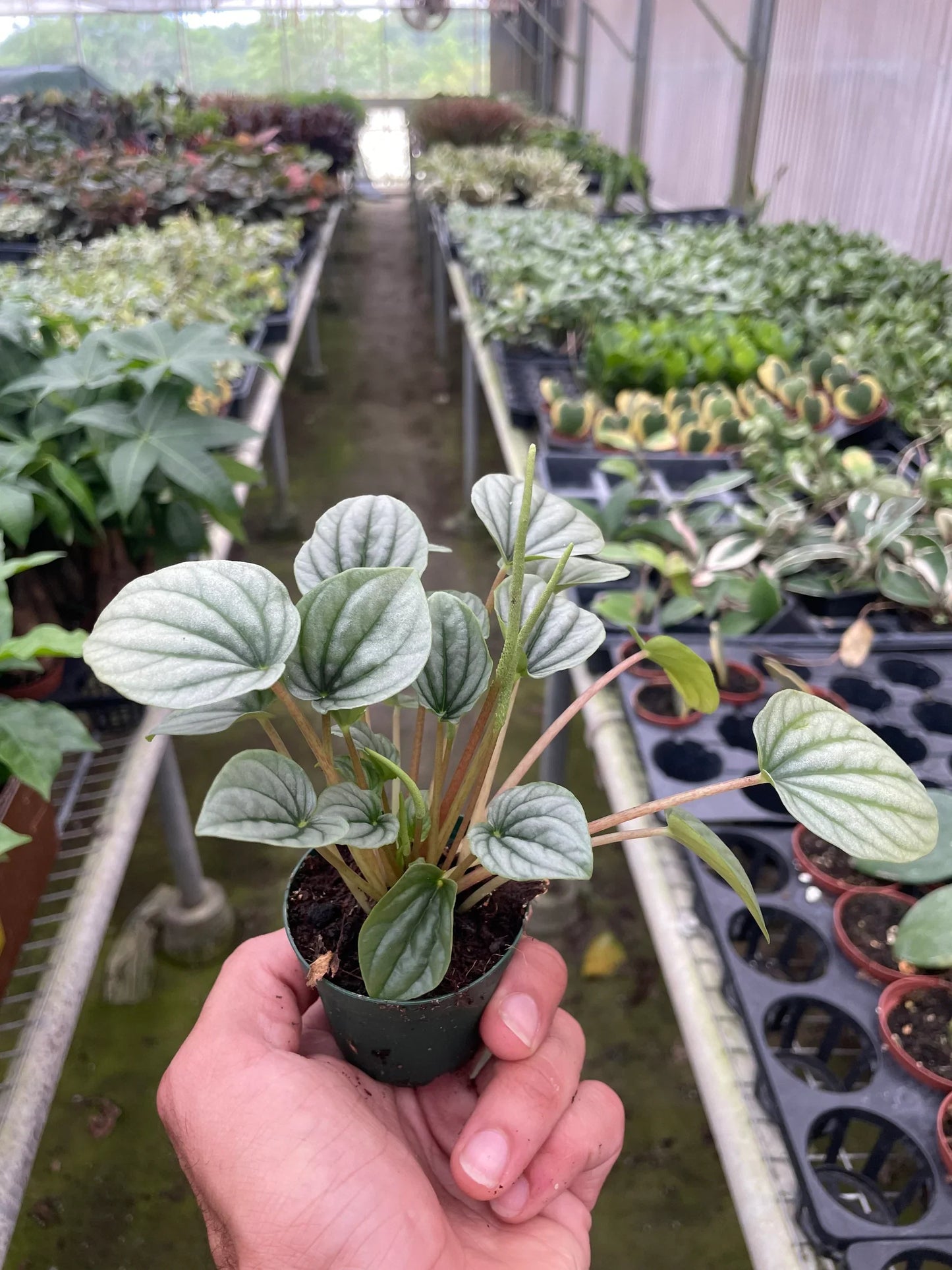 Peperomia 'Frost' potted plant