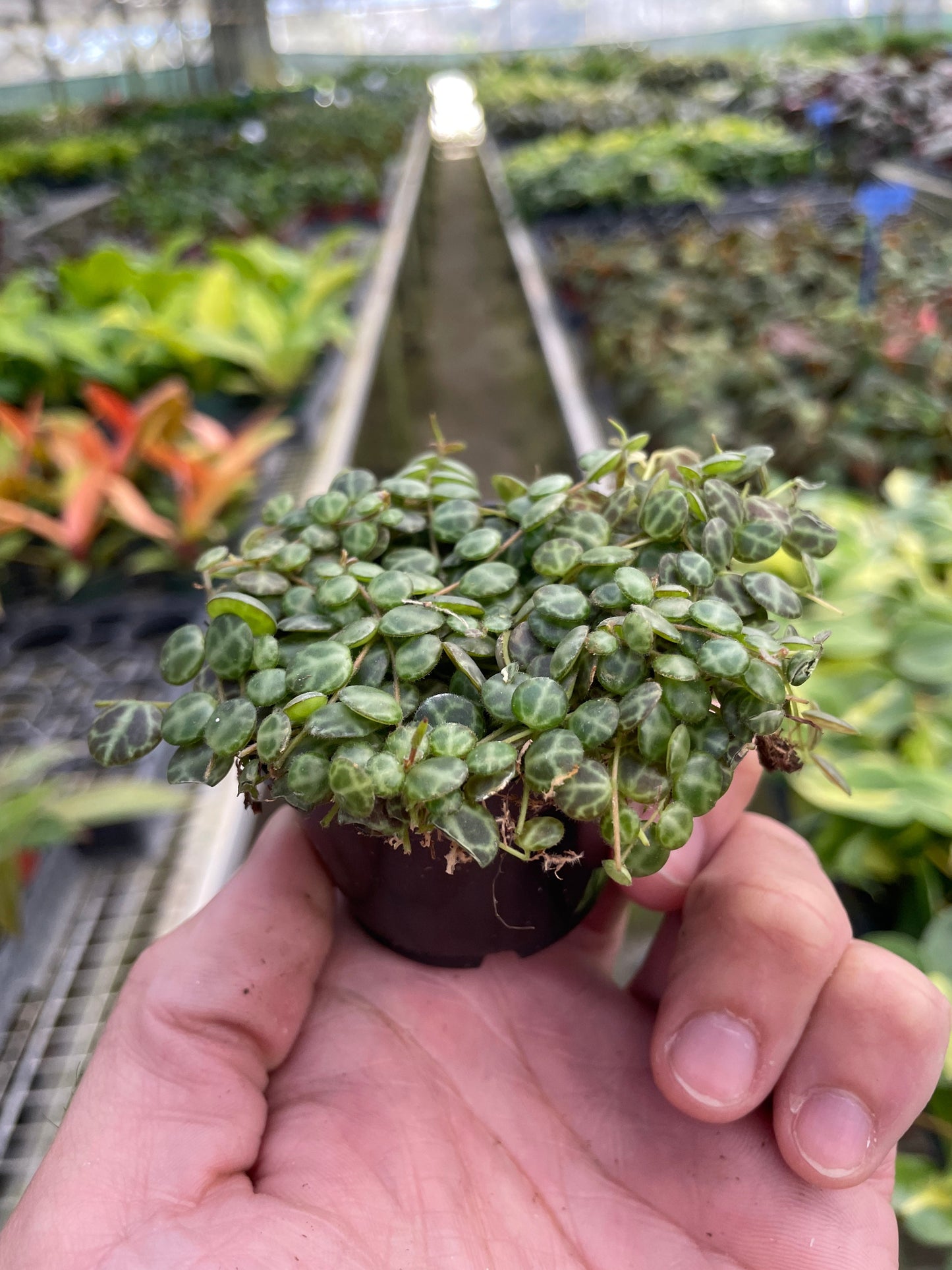 Peperomia Prostrata 'String of Turtles' potted plant