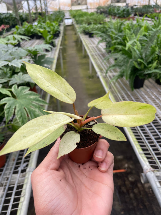 Philodendron 'Snowdrift' potted plant