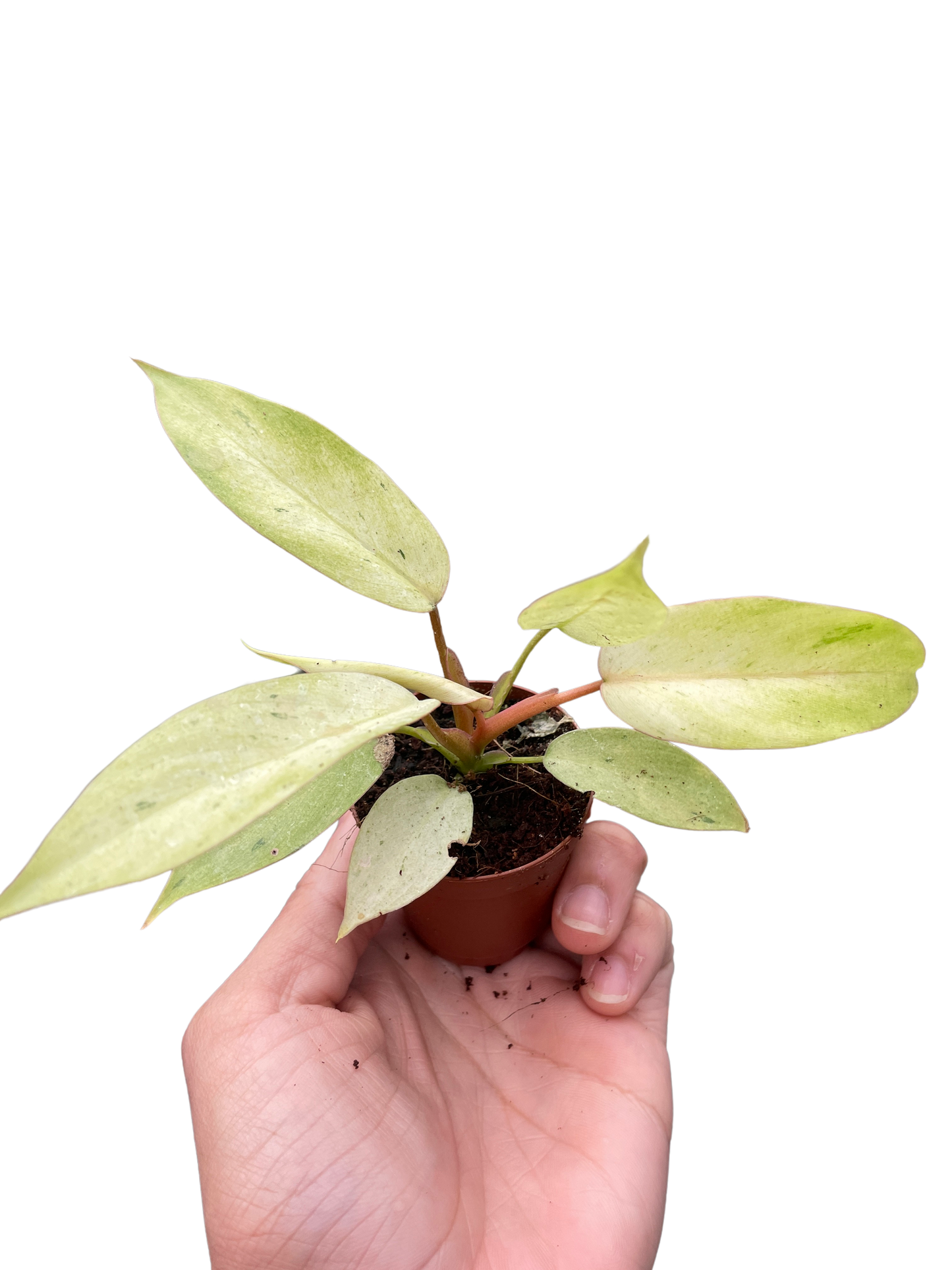 Philodendron 'Snowdrift' potted plant