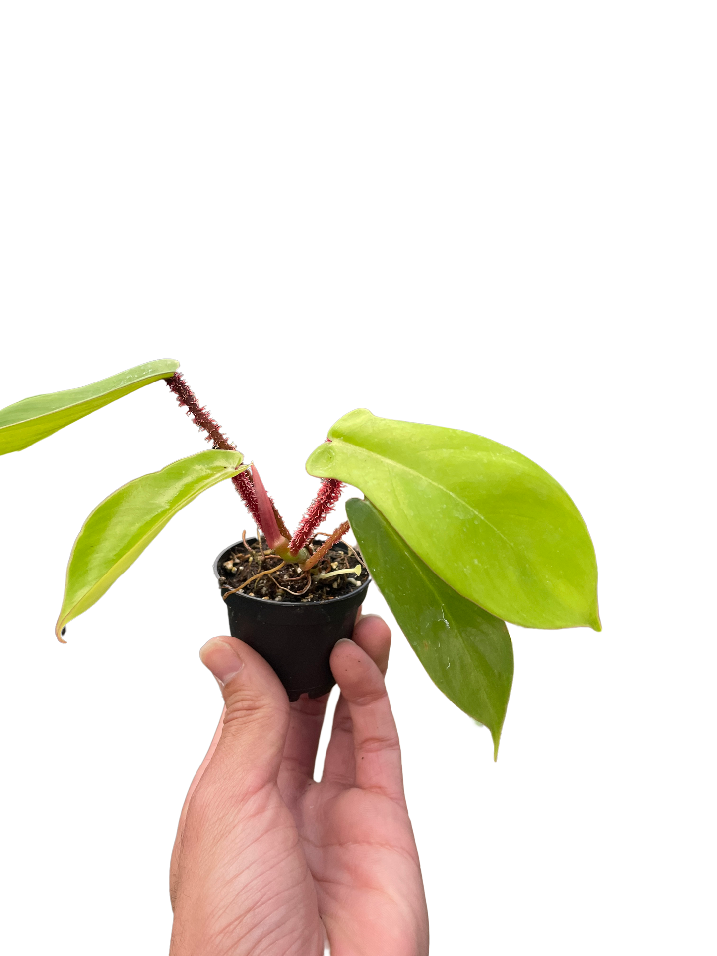 Philodendron 'Squamiferum' potted plant