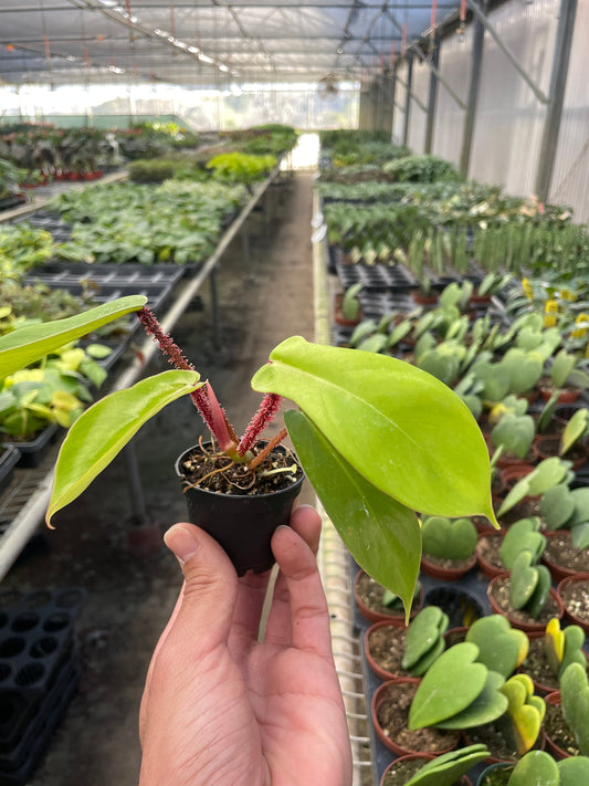 Philodendron 'Squamiferum' potted plant