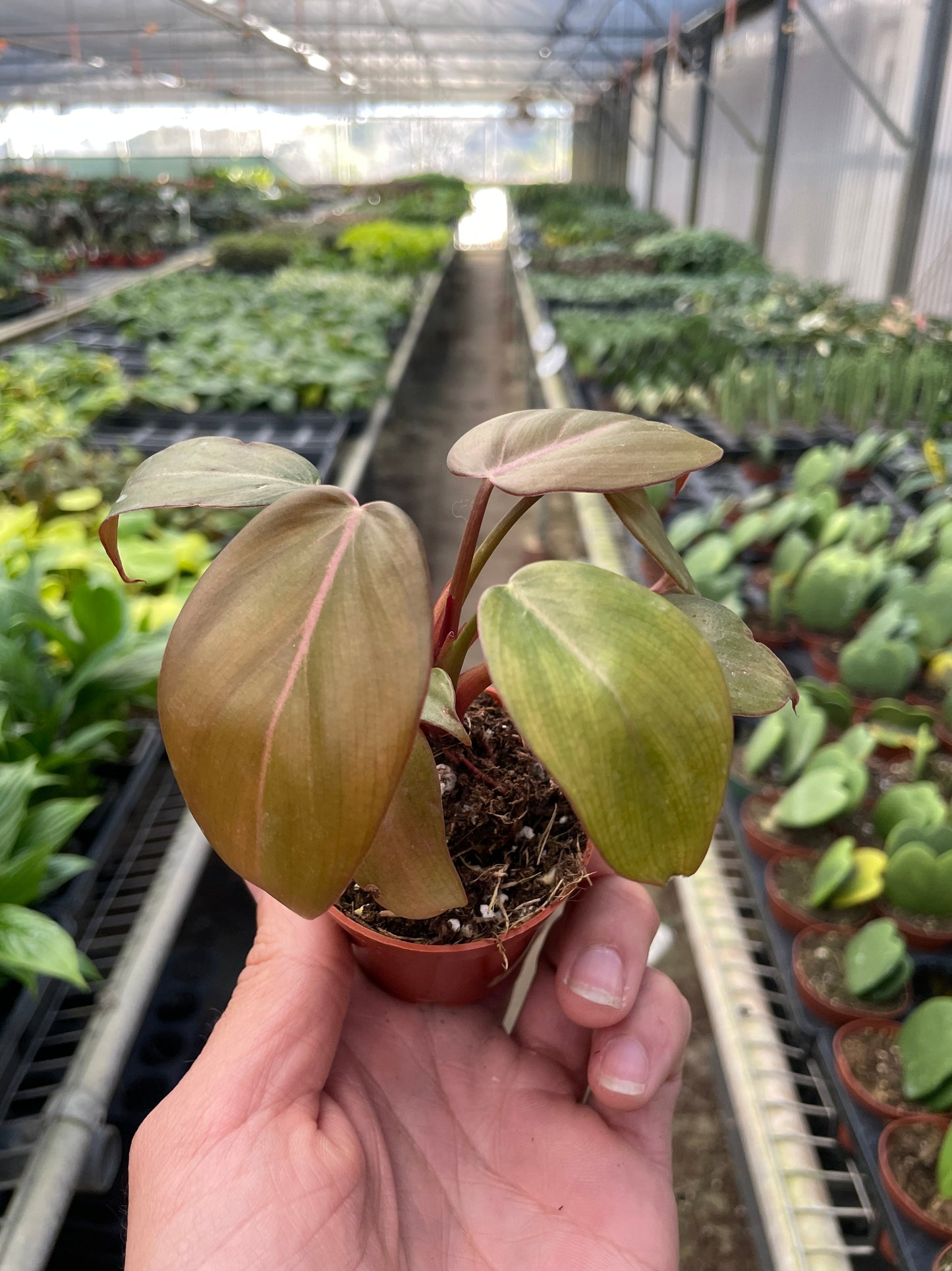 Philodendron 'Summer Glory' potted plant