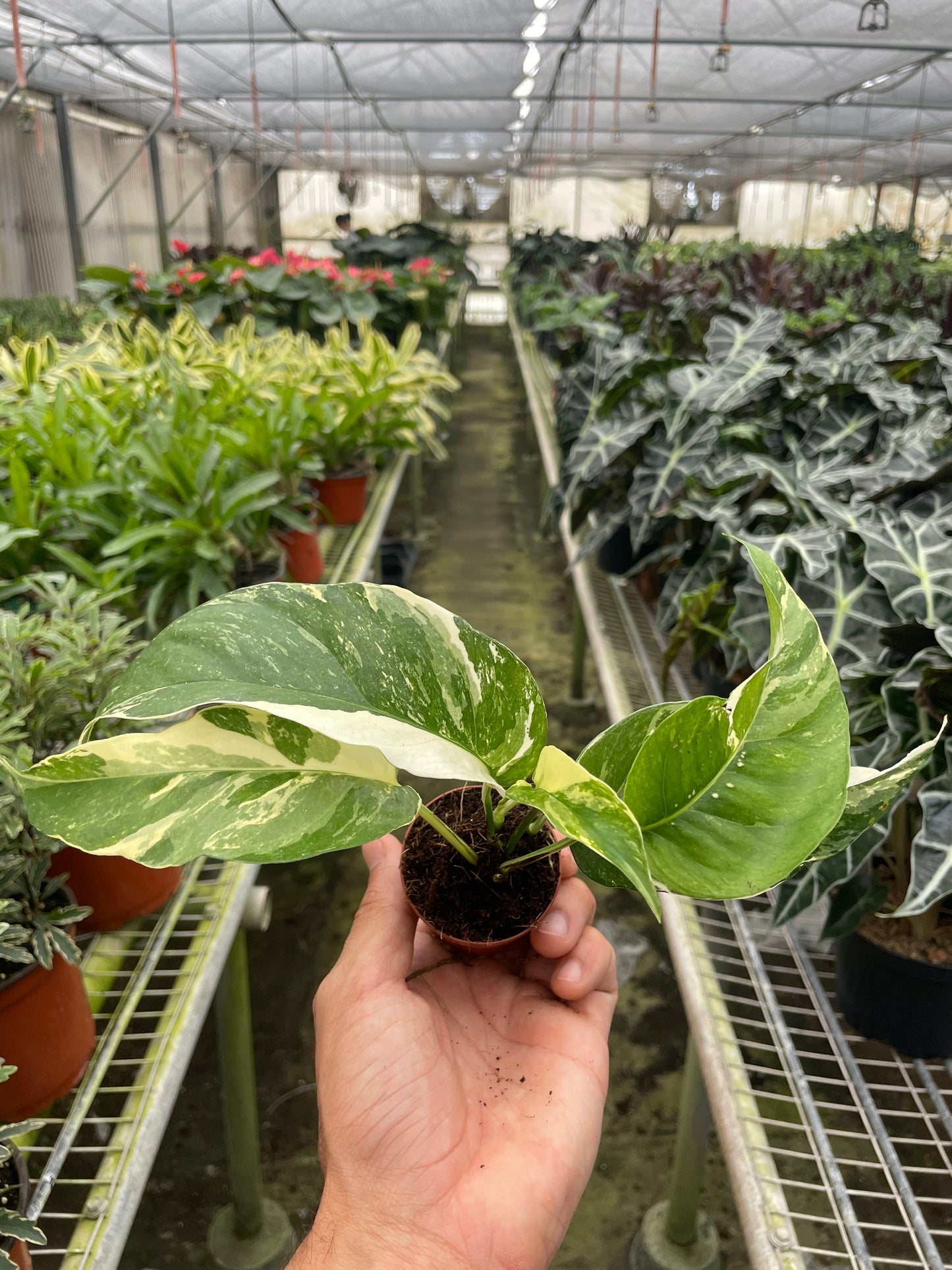 Pothos 'Albo Variegata' potted plant