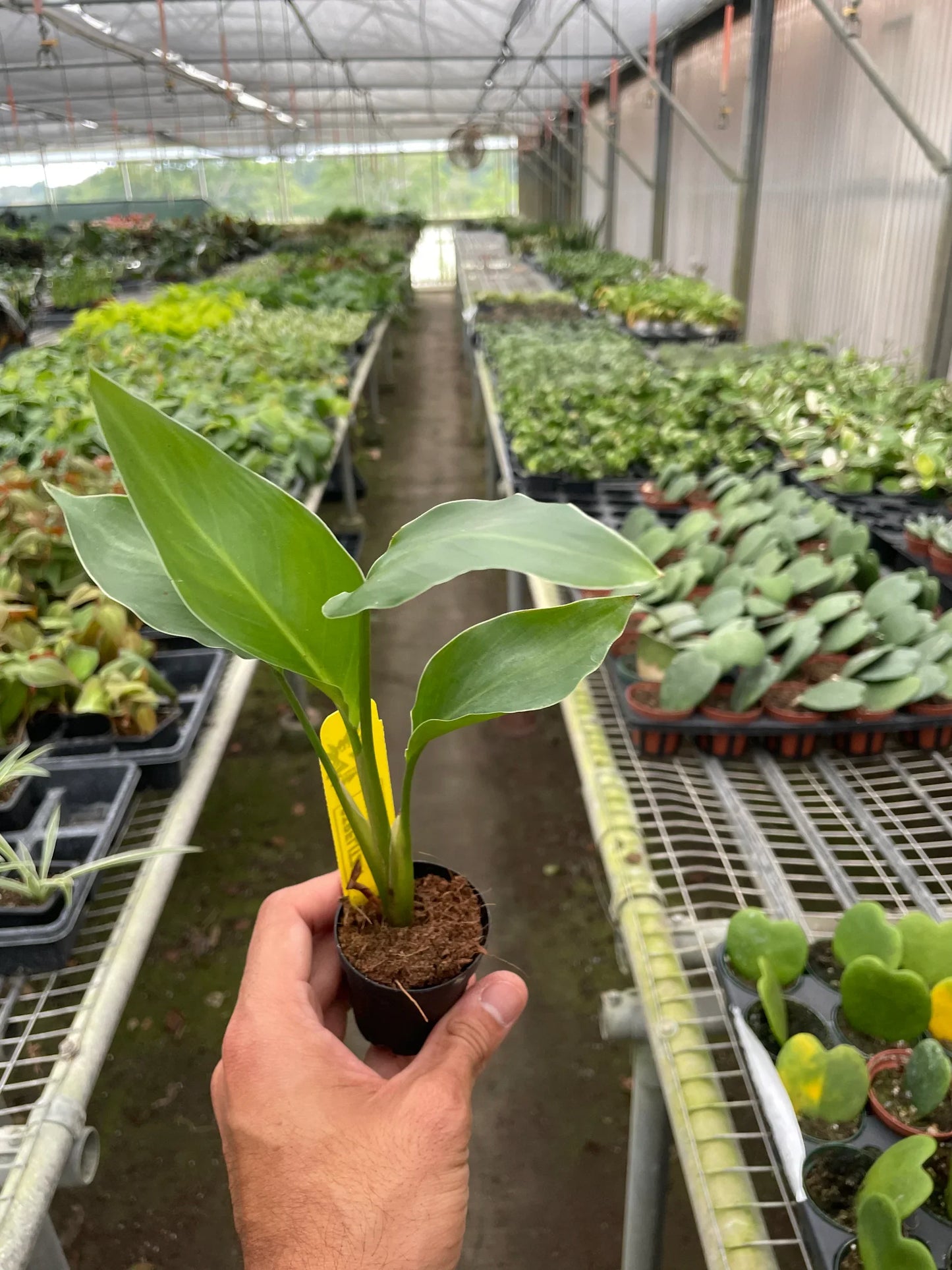 White Bird of Paradise 'Strelitzia Nicolai' potted plant