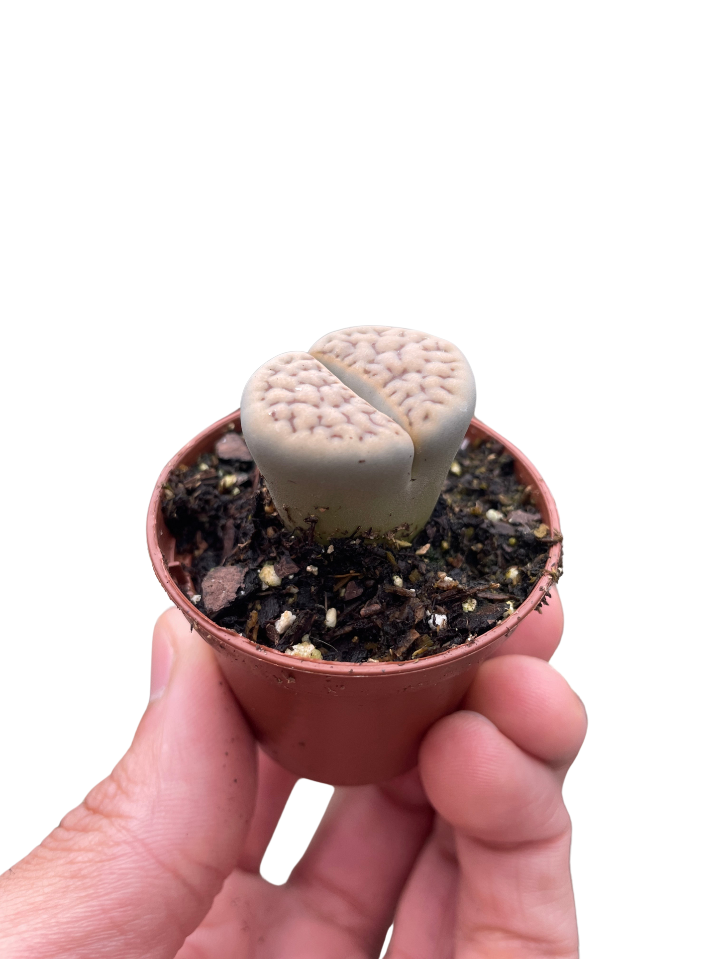 Lithop Living Stone potted plant