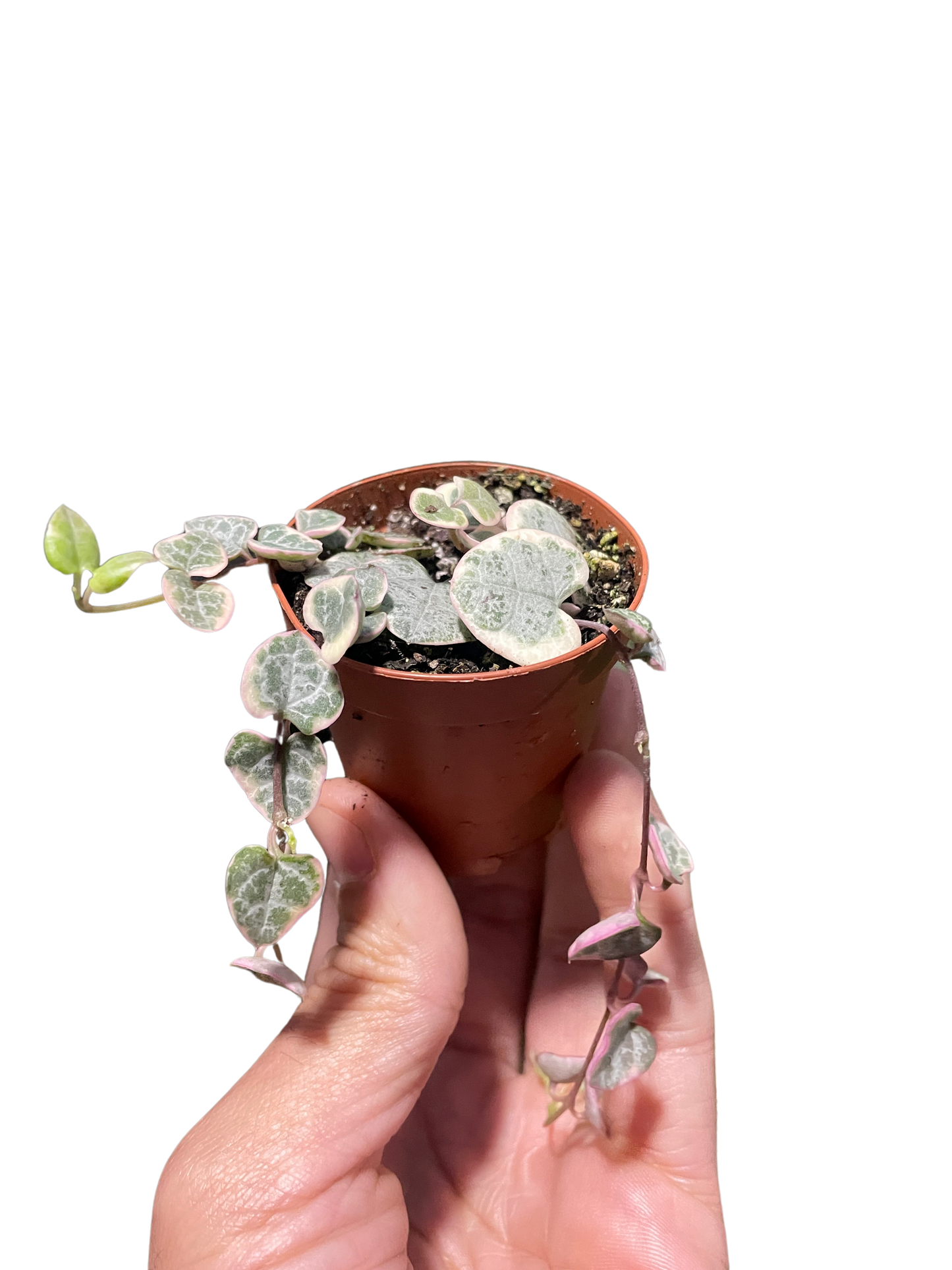 String of Hearts Variegated potted plant