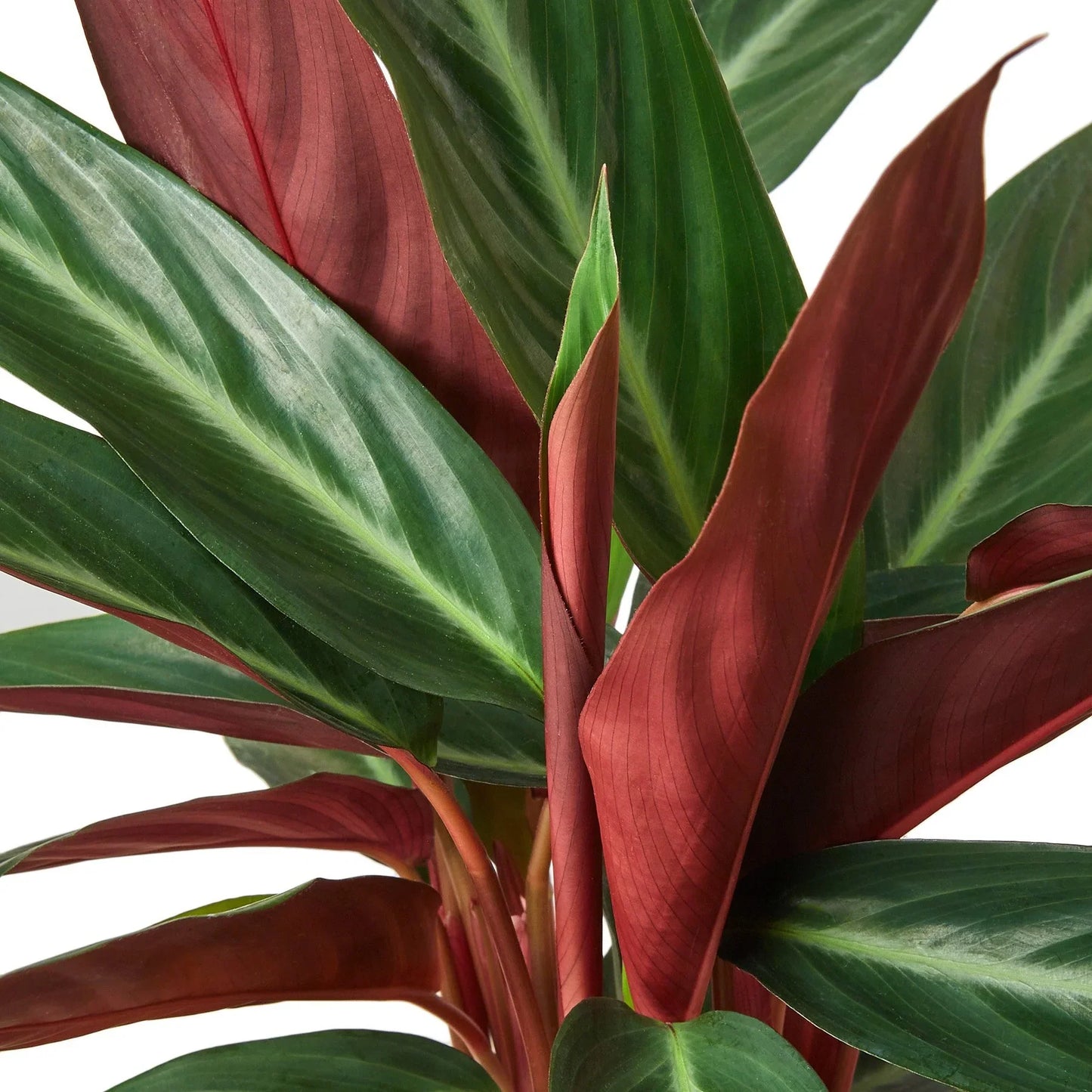 Stromanthe Sanguinea 4" potted plant